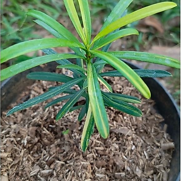 Tanaman hias Lohansung Variegata kecil