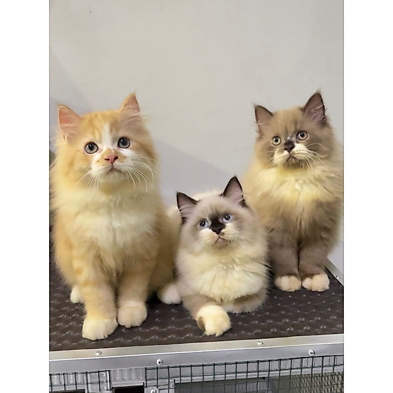 kitten persia / kucing persia flatnose / peaknose / longhair