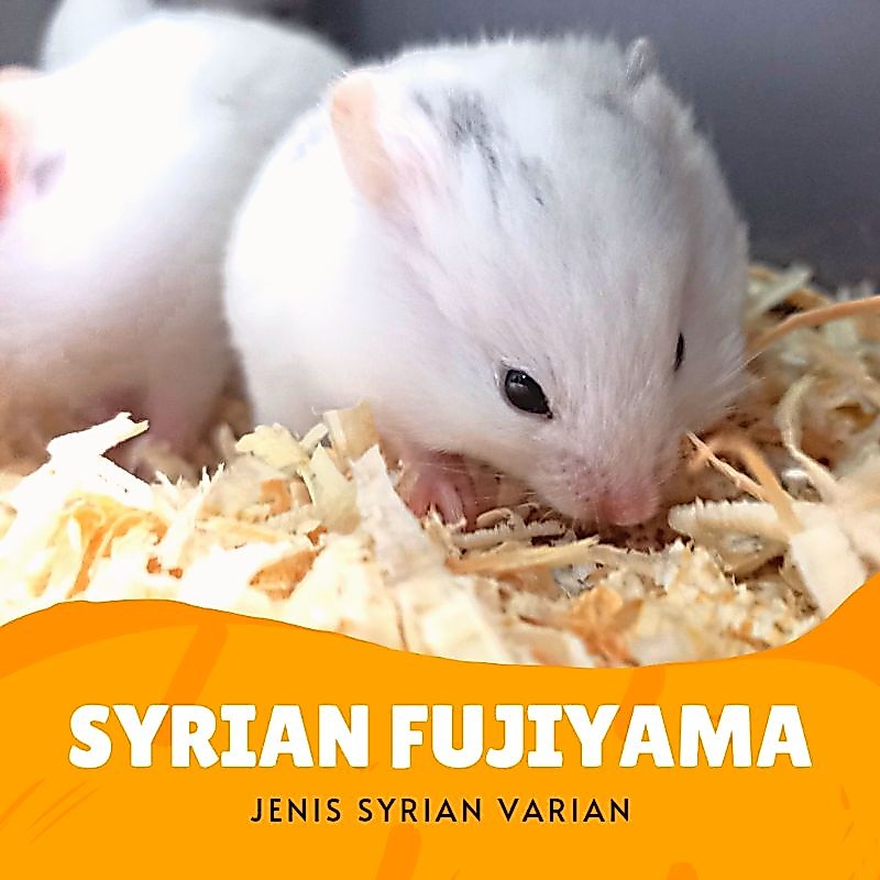 Hamster Syrian Putih Jenis Berbulu Panjang untuk Hewan Peliharaan Kecil