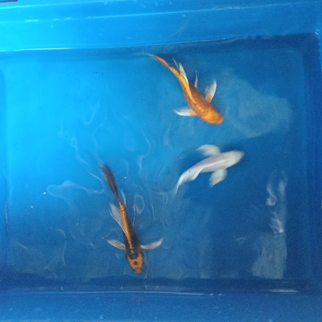 KOI SLAYER SIZE 15- 16 CM KHUSUS INSTAN KURIR MURAH