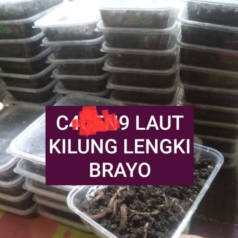UMPAN MANCING DI LAUT LUR LAUT KILUNG NAGA