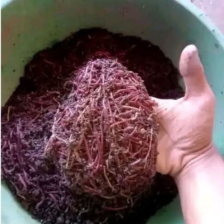 cacing tanah ANC cacing merah cacing tanah umpan pancing 1kg