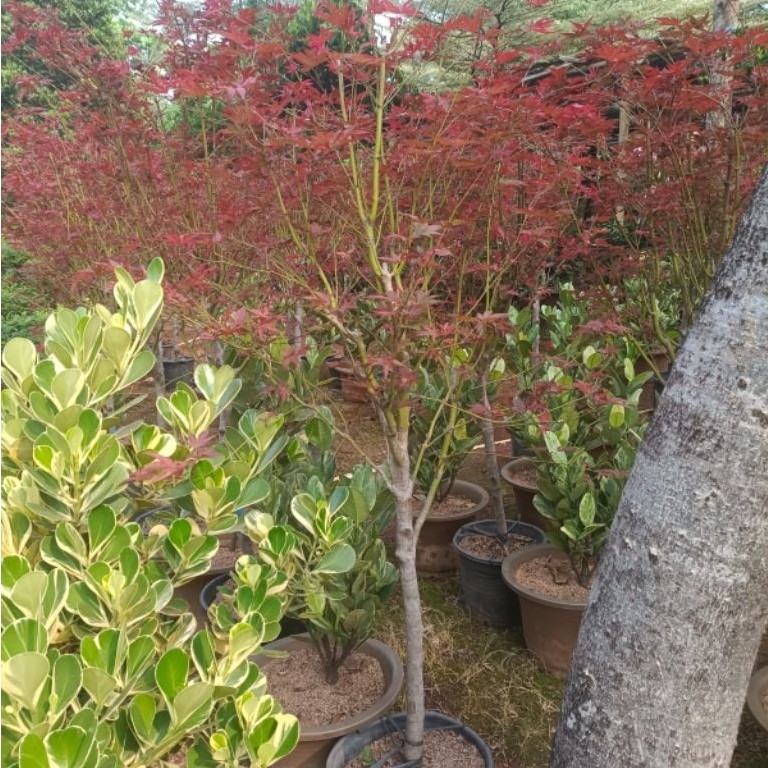 Pohon Maple USA Rimbun Asli Size Besar
