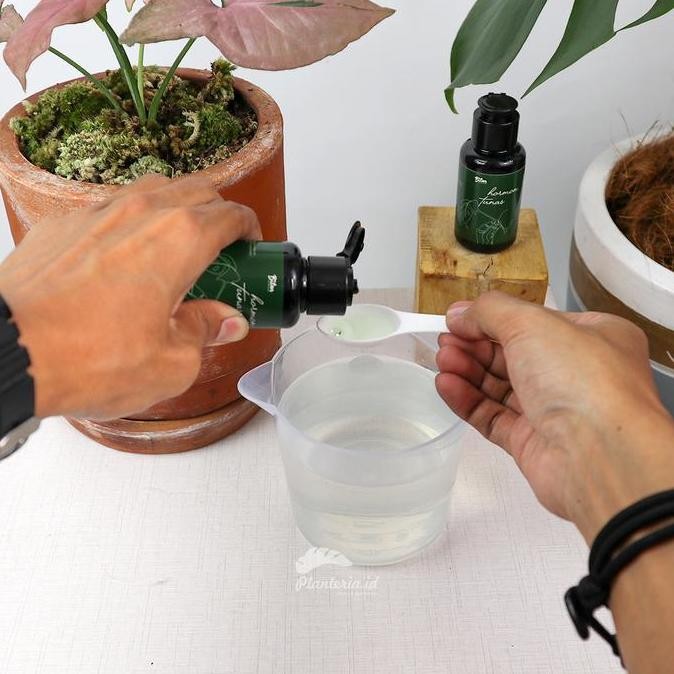 Hormon Tunas Tanaman Penumbuh Tunas Aglonema Allshop