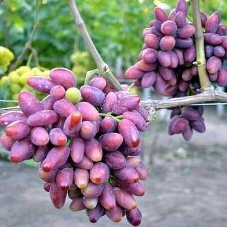 Bibit Tanaman Anggur Merah,Hijau, Hitam Sudah Berbunga Siap Berbuah Cccc