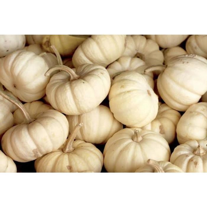 Cod - 1 Biji - Benih Labu Putih Import - Rarity F1 - Known You Seed - Bibit Labu Waluh Labu Unik Pum