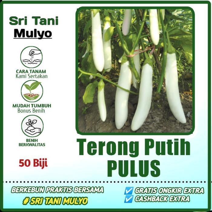[Cod] - 50 Biji - Benih Terong Putih Unggul Pulus - Bibit Sayur Sayuran