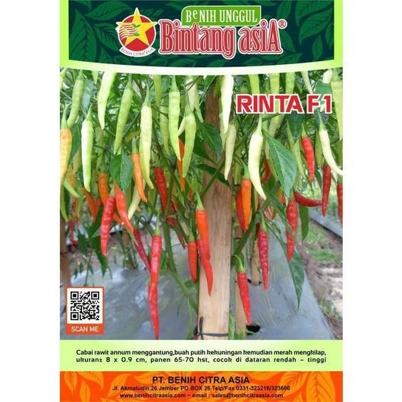 Cod - 20 Biji - Benih Cabai Rawit Annum Hibrida Rinta F1 - Bintang Asia