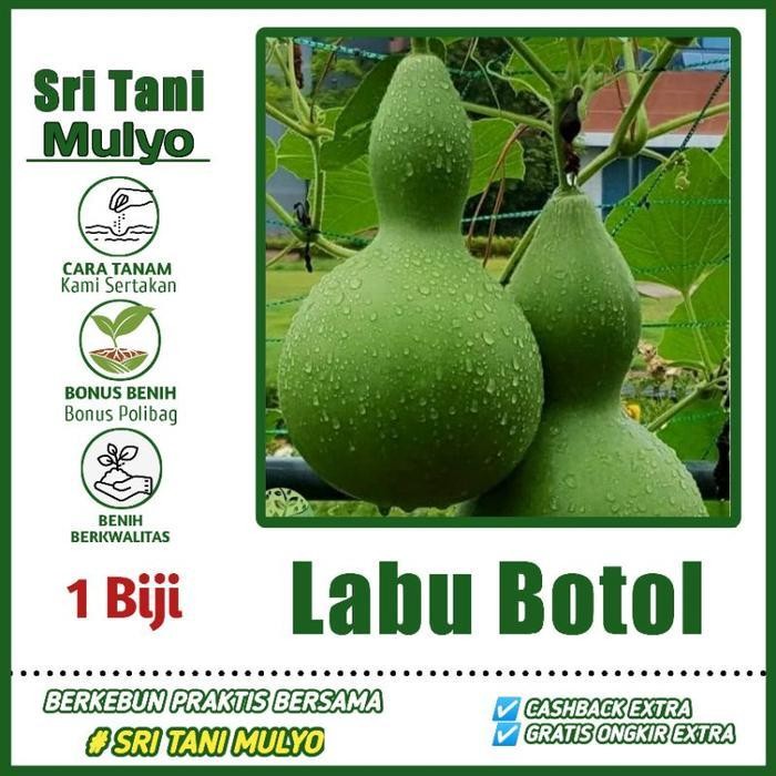 [Cod] - Benih Labu Botol / Labu Kendi Squash - Bibit Labu Air - Bibit Buah