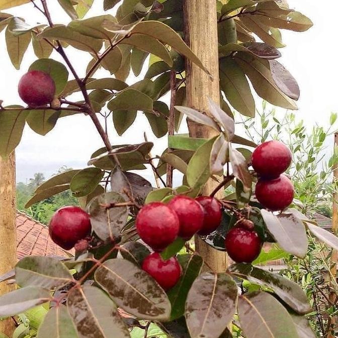 New Edition Kelengkeng Merah /Pohon Lengkeng Merah Siap Berbuah