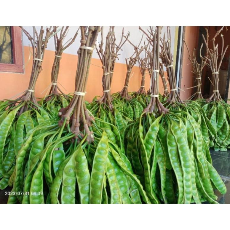 

Pete Wonogiri Pete Padi Mantap Isi 10