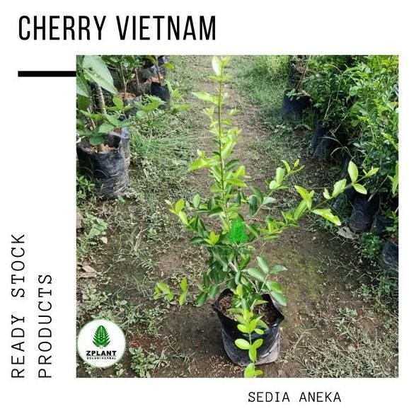

Bibit Pohon Buah Cherry Vietnam Topping Kue Sudah Jadi