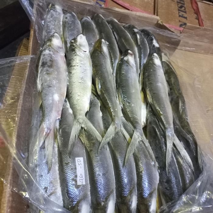

HSS bandeng frozen size 3-4/4-5