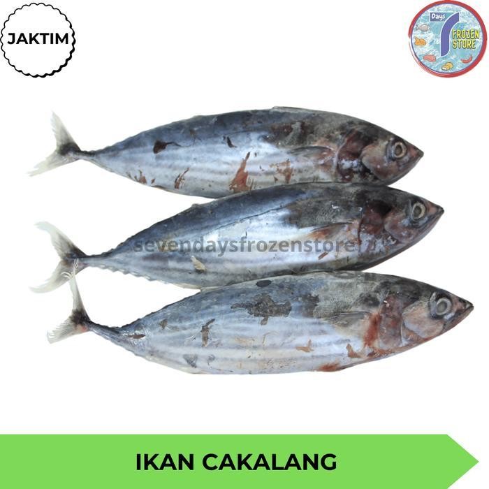 

HSS Ikan Cakalang Beku Frozen Halal Kemasan 1 Kg