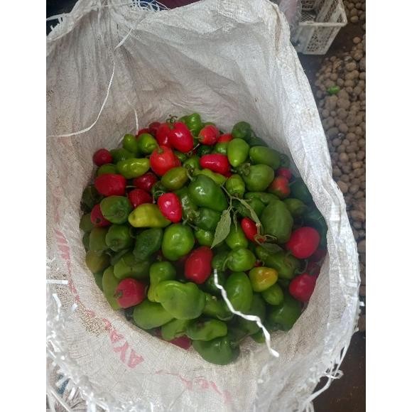 

Special Cabai Bandung Khas Dieng | Cabai Gendot | Cabai Segar