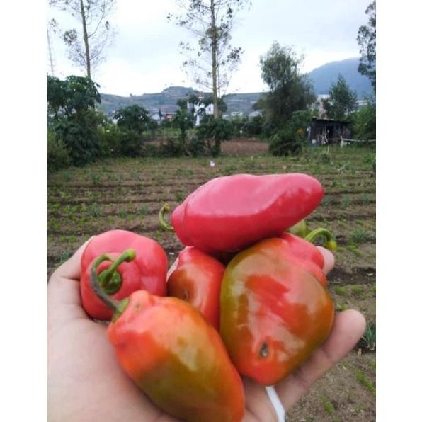 

Special Cabe Gendot Organik Dieng 1 Kg (Harga Promo,Rusak Kami Ganti !)