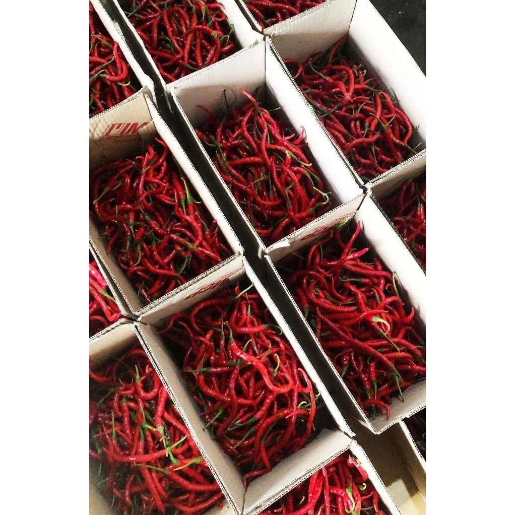 

Promo Bulan Ini Cabe/Cabai Merah Keriting 1 Kg Segar Asli Blitar