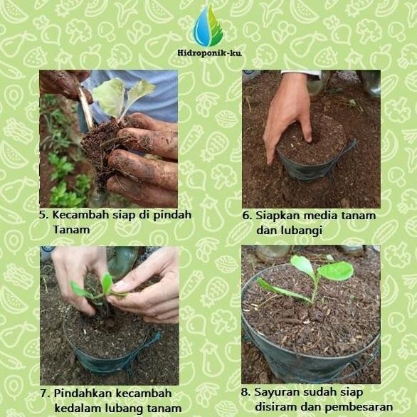 Bibit / Benih Melon Fujisawa Jepang (5 Butir) - Hidroponik Ku