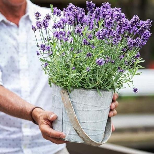 Bibit Benih Bunga Lavender English Bibit Benih Tanaman