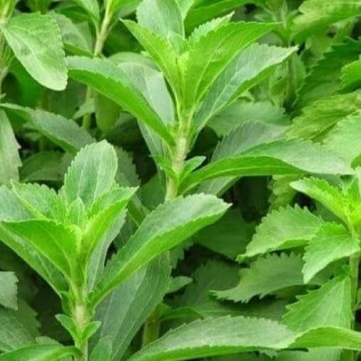 

Stevia Sugar Powder, bubuk halus Gula Stevia, kemasan 500 gram