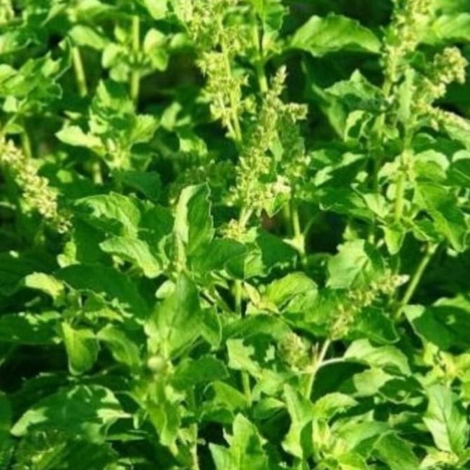 

daun ruku-ruku/ daun tulsi segar herbal bumbu masak 500 gram