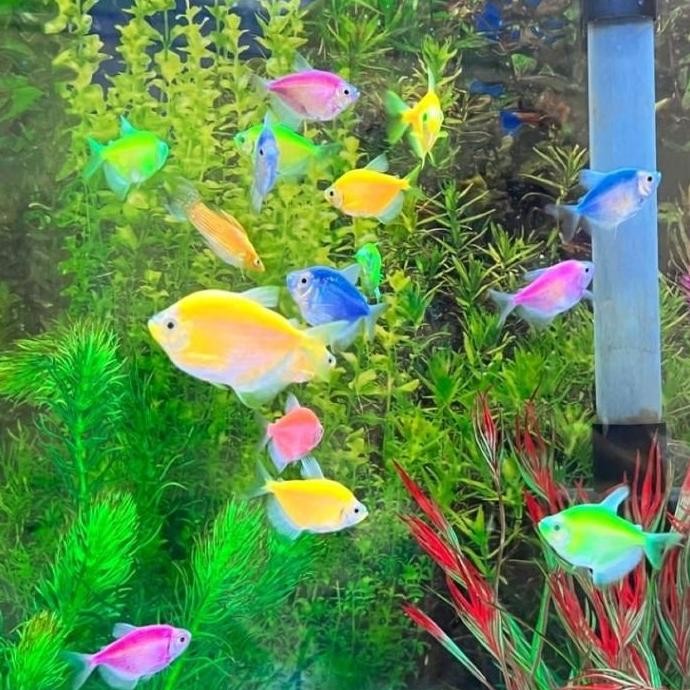 ikan hias warna warni aquarium air tawar