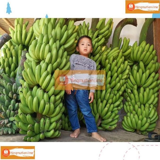 BIBIT PISANG FHIA17 100% ORIGINAL | BONGGOL PISANG MULYO CAVENDISH | BIBIT FHIA 17