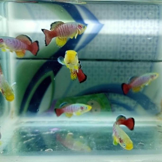 killifish guentheri red perpasang