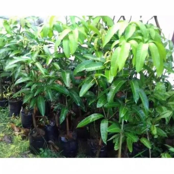 bibit mangga golek madu