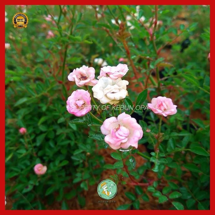(Promo) Tanaman Bunga Mawar Baby Rose Hidup Bukan Biji Murah Bestseller