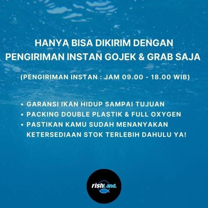 Ikan Hias Red Nose Tetra / Aquascape / Hiasan Aquarium / Air Tawar