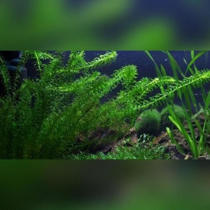 Hydrilla tanaman air aquascape