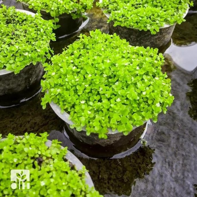 monte carlo - Tanaman Aquascape