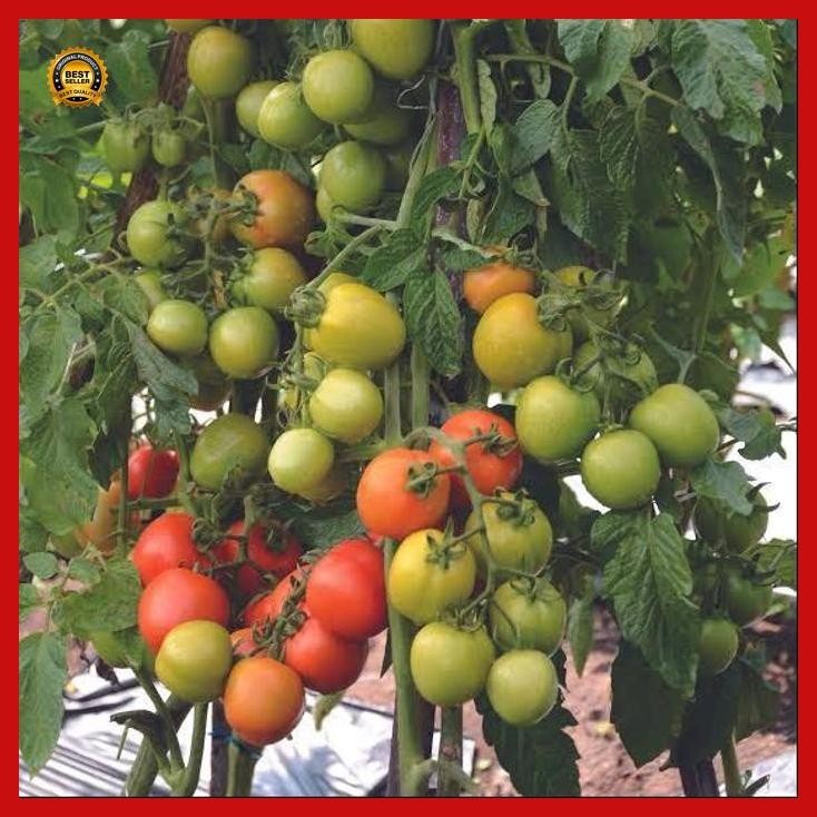 (Diskon) 5 Biji Benih Tomat Buah Servo Cap Panah Merah Bestseller