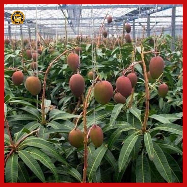 (Promo) Bibit Mangga Irwin / Pohon Mangga Irwin / Tanaman Mangga Bestseller