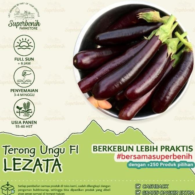 Aneka Benih Sayuran TERONG, Terong Hijau, Terong Ungu, Terong Lalap, Terong Putih, Terong Lonjong dl