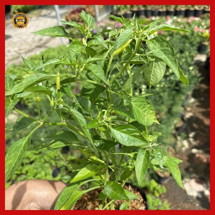 

(Ready) Cabe Rawit - Tanaman Sayur - Tanaman Toga Bestseller