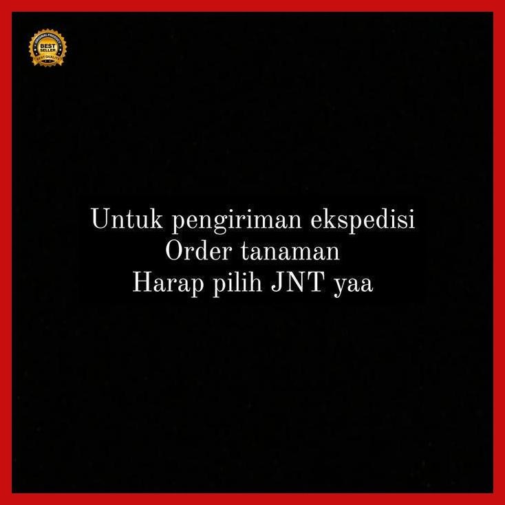 

(Diskon) Jeruk Limau - Jeruk Sambal - Tanaman Sayur - Bibit Sayur Bestseller