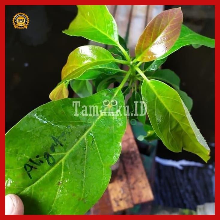 (Diskon) Bibit Buah Alpukat Yamagata Tanaman Alpukat Yamagata Bestseller
