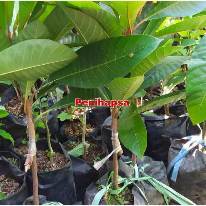 Bibit Sawo Jumbo Amerika super cepat berbuah