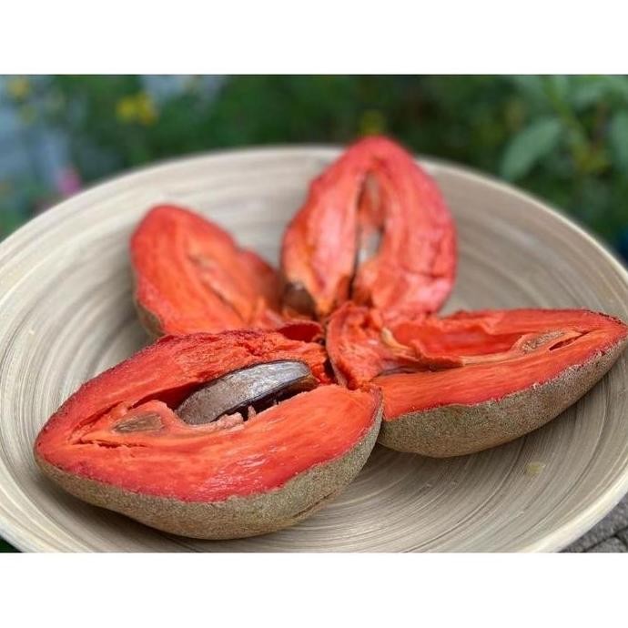 Bibit Sawo Jumbo Mexico Unggul