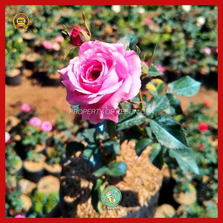 (Terbaru) Bibit Mawar Floribunda Pink Tanaman Hias Mawar Berbunga Banyak Bestseller
