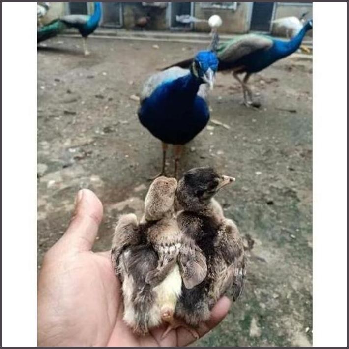 

FRESHH FERTIL ! TELUR FERTIL ASLI MERAK BIRU UNTUK DITETASKAN . TERBARU