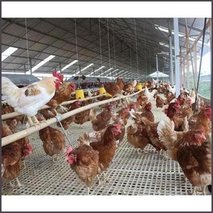 

FRESHH TELUR TETAS AYAM RAS NEGERI JALUR PETELUR UNGGUL UNTUK DI TETASKAN TERBARU