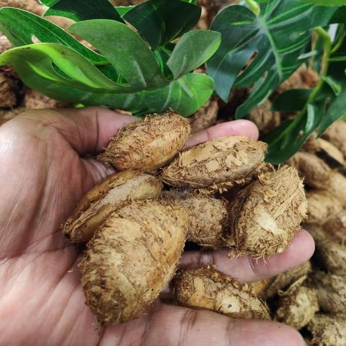 

BIJI KETAPANG MAKANAN KAKATUA MACAW AFGREY AMAZON DLL / NON KUPAS CO