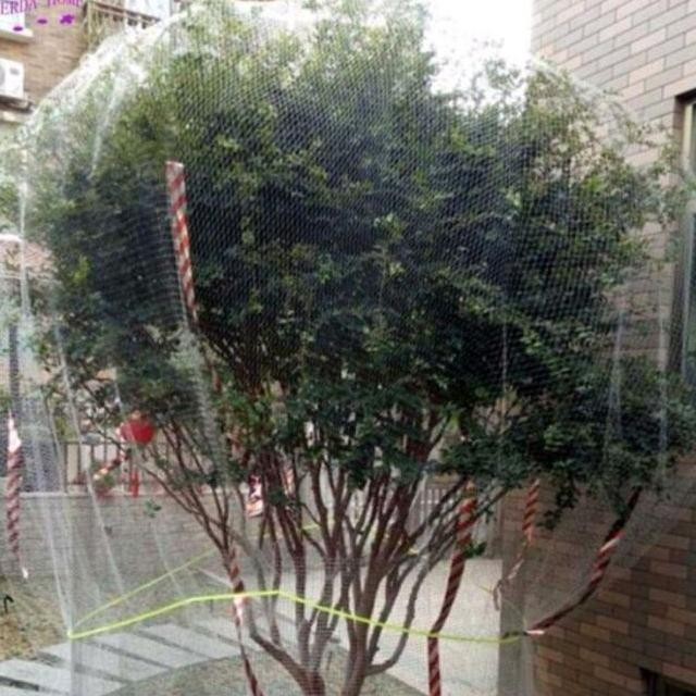 Jaring pengaman tanaman buah kelengkeng dari hama kelelawar jaring