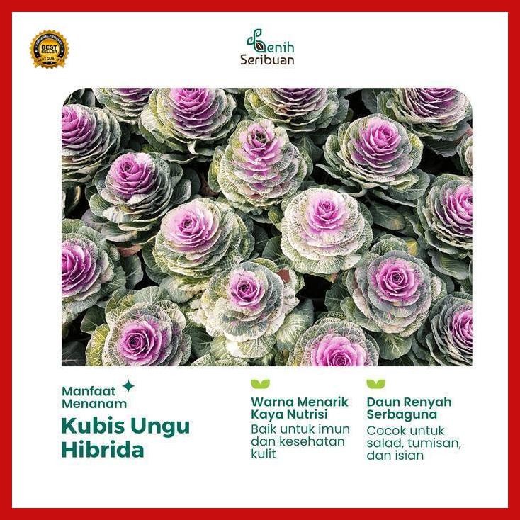 

(Ready) Benih Kol Kubis Ungu F1 - Benih Sayuran Seribuan Bestseller