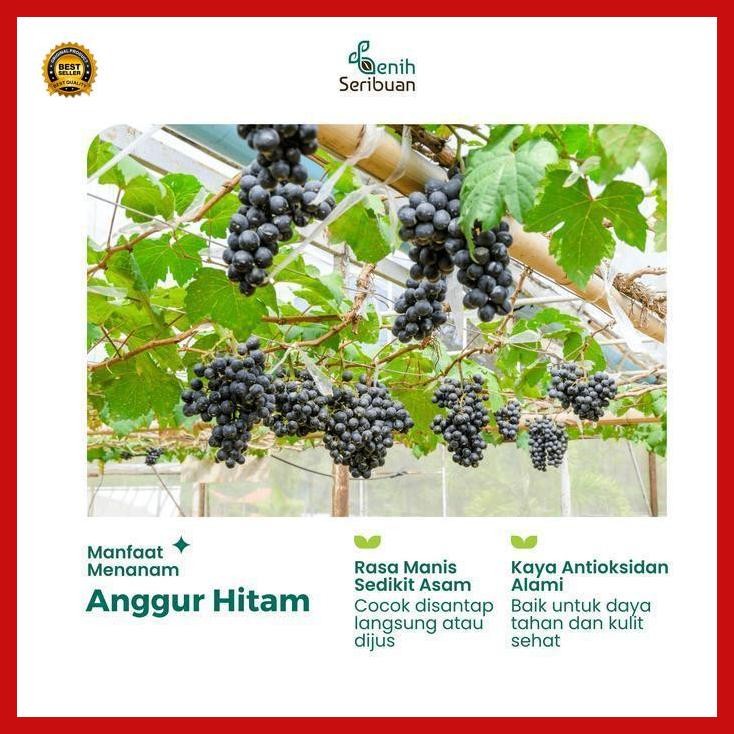 

(Ready) 2 Benih Anggur Hitam Bibit Buah Wine Grapes Import Black Unggul Bestseller