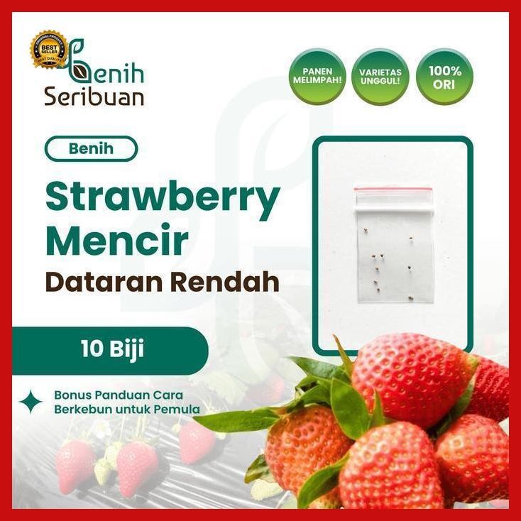 (Best Saller) 10 Benih Strawberry Mencir Dataran Rendah Benih Buah Stroberi Manis Bestseller