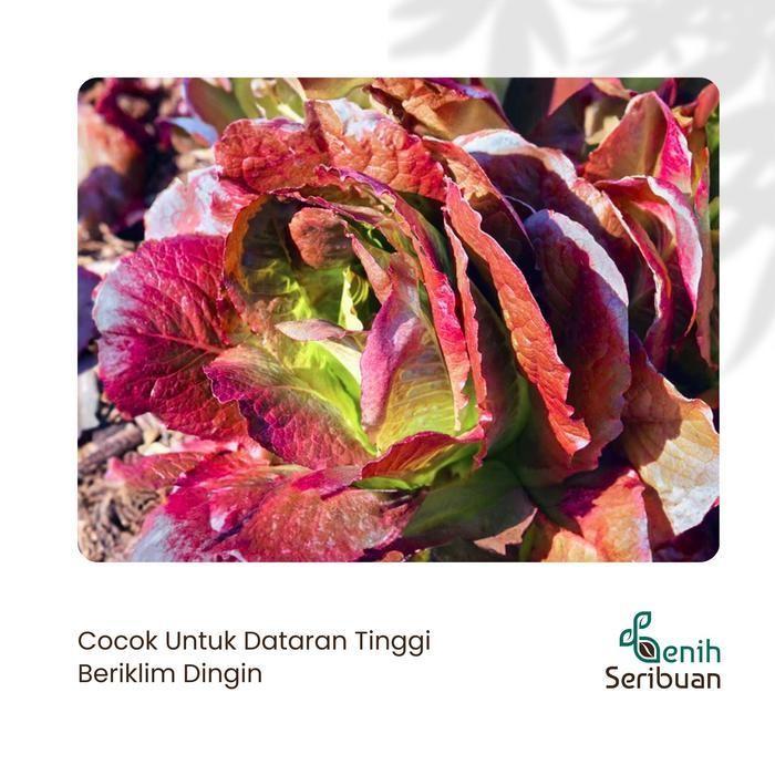 (Termurah) 100 Benih Selada Red Romaine Merah Bibit Sayuran Lettuce Romain Super Bestseller